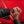 Bomberg Apex Carbon MZ - The Independent CollectiveBomberg Apex Carbon MZ 